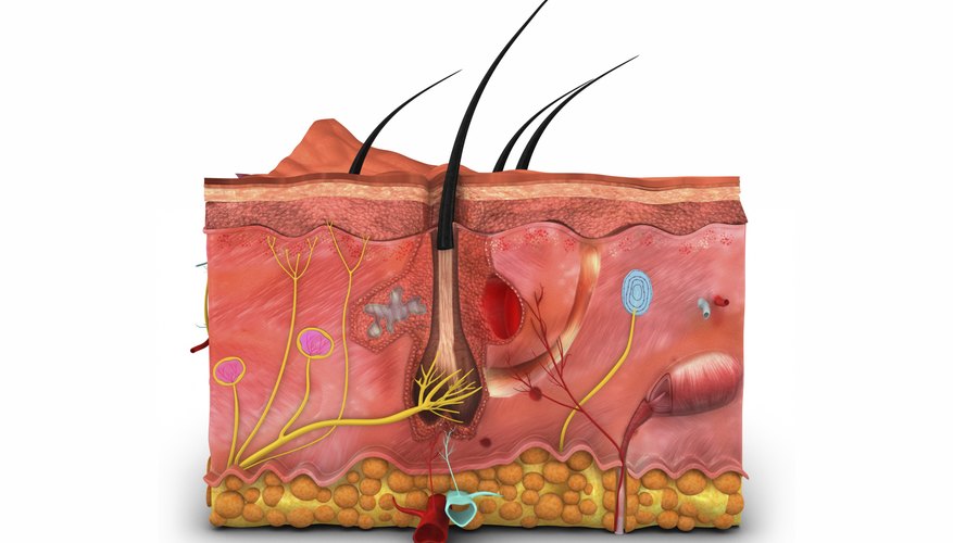 How to Build a 3D CrossSection Model of the Skin Sciencing