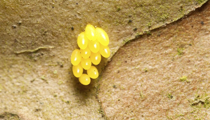 flat worm eggs