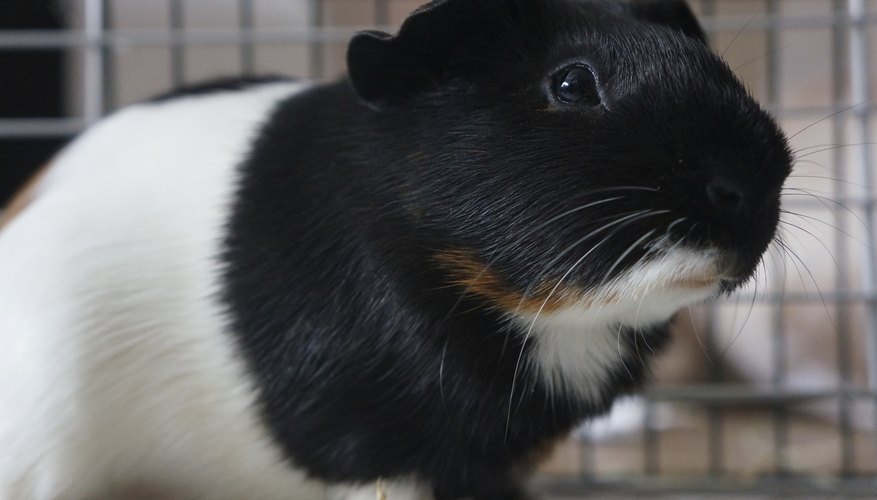 Photo Credit: Shwartau/iStock/Getty Images Close-up of guinea pig in cage
