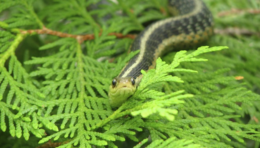 snakes found in northern illinois sciencing