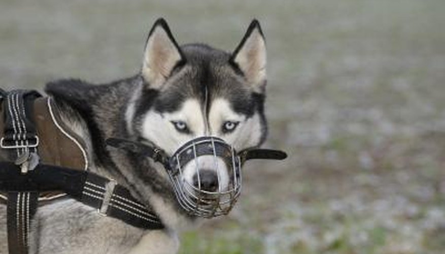 Photo Credit: Anagramm/iStock/Getty Images Nylon occlusion muzzle