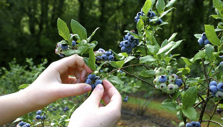 Where Do Wild Huckleberries Grow? | Garden Guides