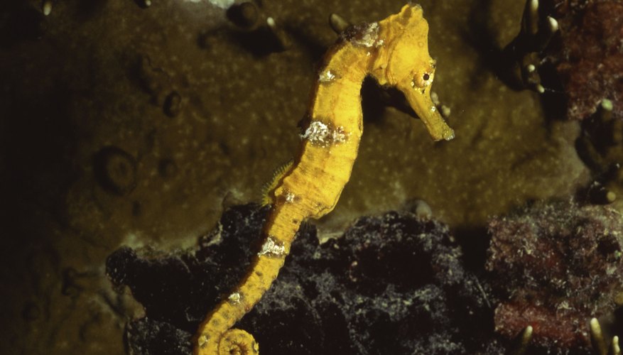 Los caballos de mar están entre las únicas especies en la que el macho da a luz.