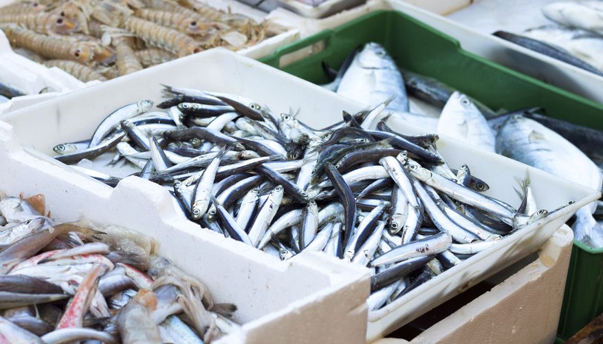 Boxes of anchovies and other caught fish. Boxes of anchovies and other caught fish.