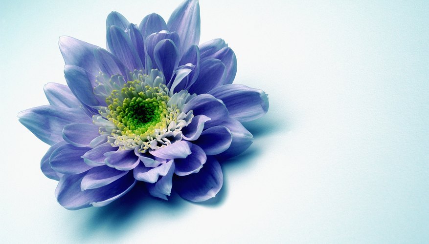 Usa bellas flores frescas para hacer una corona hermosa que adorne tu cabeza.