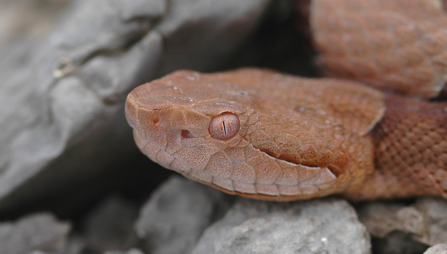 How To Identify A Copperhead Vs. A Milk Snake | Sciencing