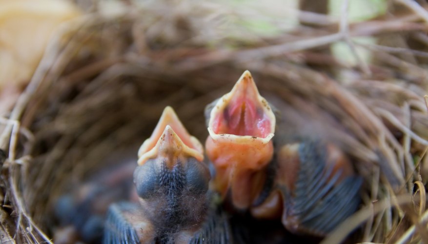 Photo Credit: Vu Banh/iStock/Getty Images Cardinal chicks in a nest.