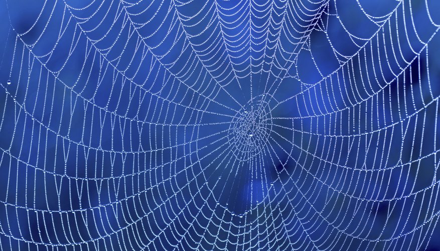 A spider knows innately how to weave its web. A spider knows innately how to weave its web.