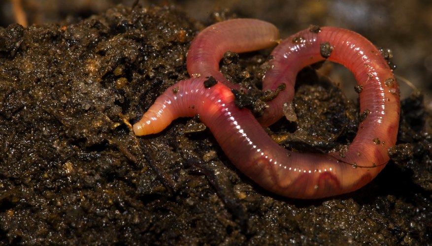 Earthworm Characteristics Sciencing