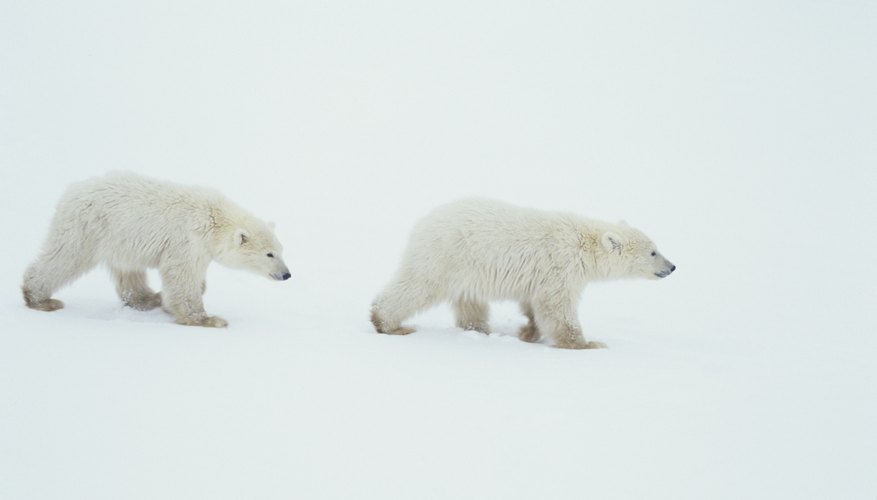Photo Credit: Tom Brakefield/Stockbyte/Getty Images Wildlife is among the natural resources of northern polar regions.