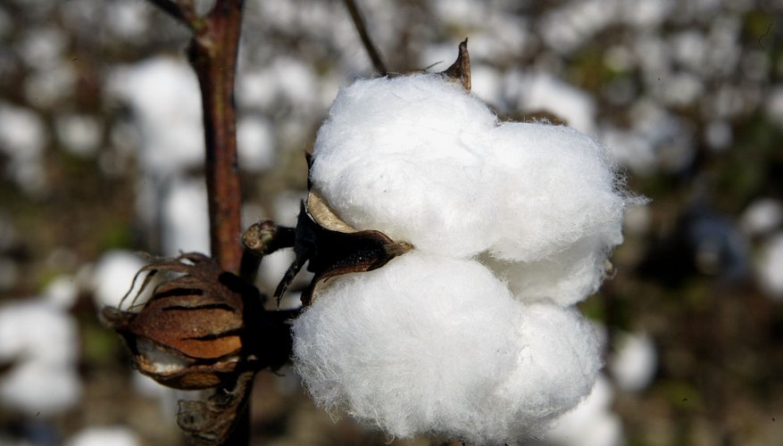 Photo Credit: Scott Olson/Getty Images News/Getty Images Genetically modified cotton uses spliced DNA to fight insect pests.