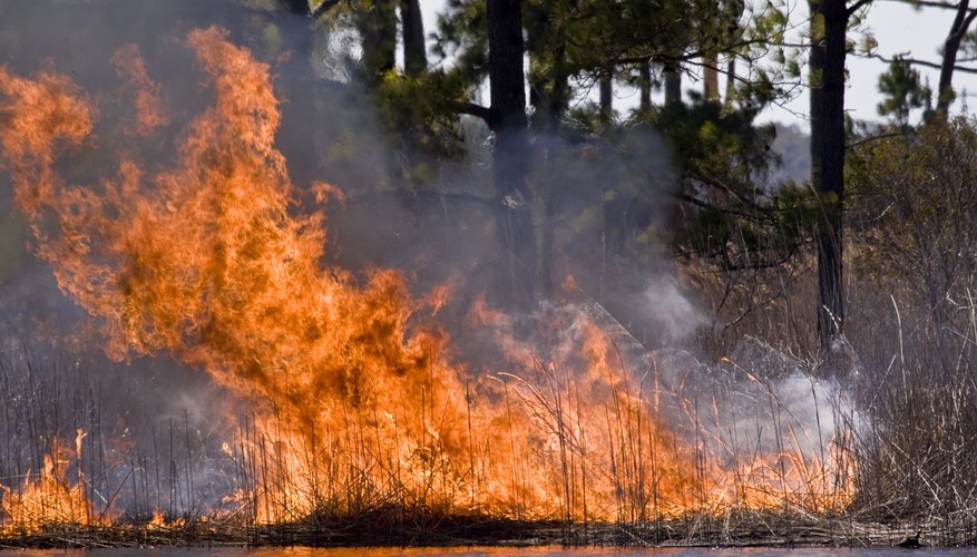 Photo Credit: WilliamSherman/iStock/Getty Images Marshes may be at risk for fires.