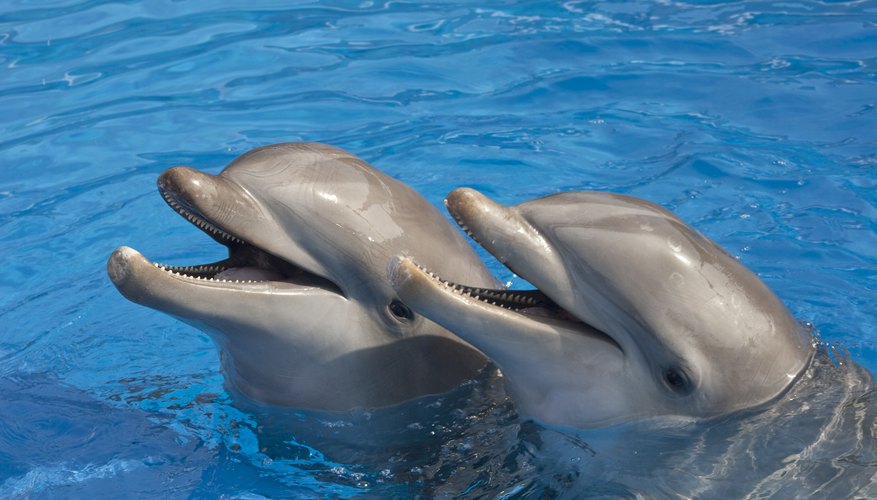 What Are the Dolphin's Body Parts? | Sciencing