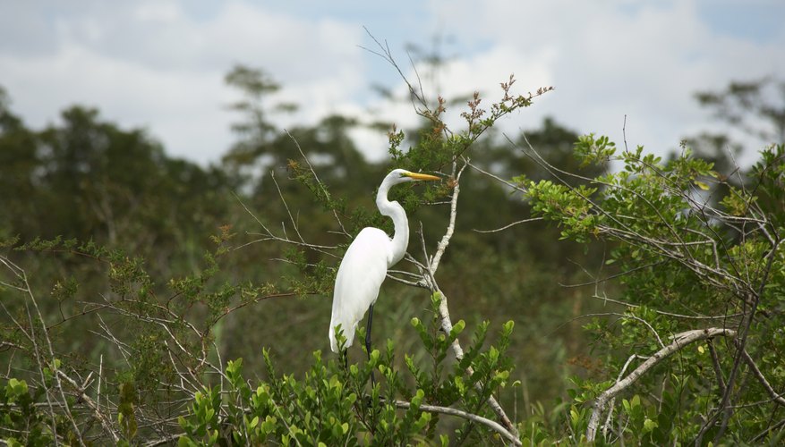 Photo Credit: Michael_at_isp/iStock/Getty Images An egret in an Atlantic coast marsh.