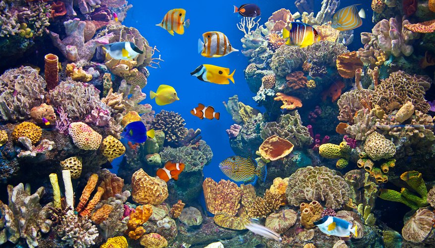 Definition of an Aquatic Ecosystem Sciencing