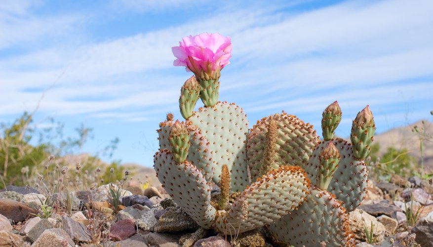 Facts About Plants in the Desert | Sciencing