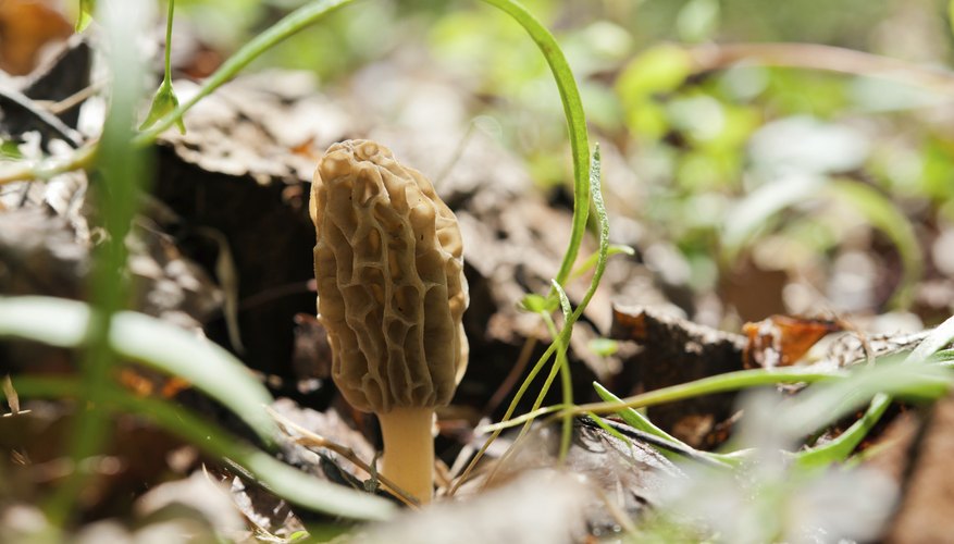 How to Identify Wild Mushrooms in North Carolina | Sciencing