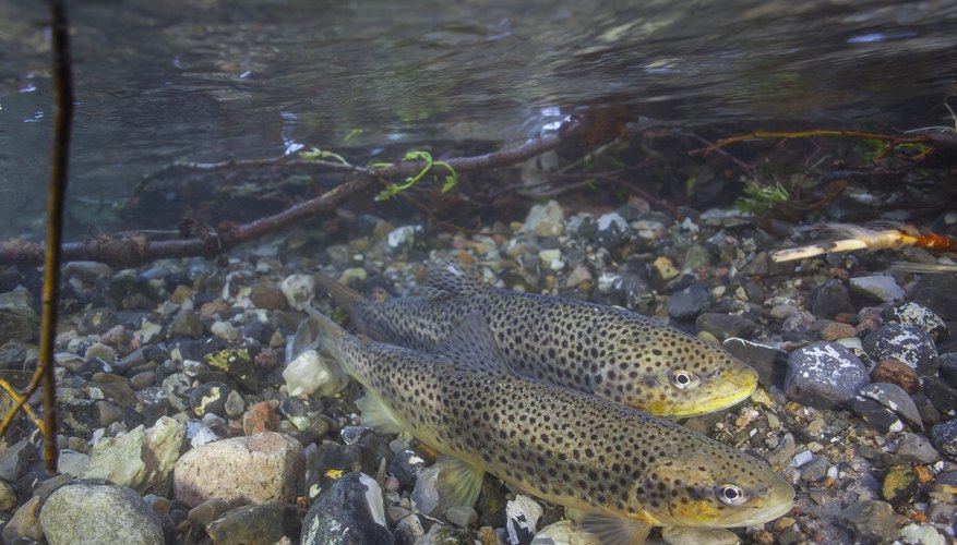 Photo Credit: DanBachKristensen/iStock/Getty Images Close-up of two brown spotted trout