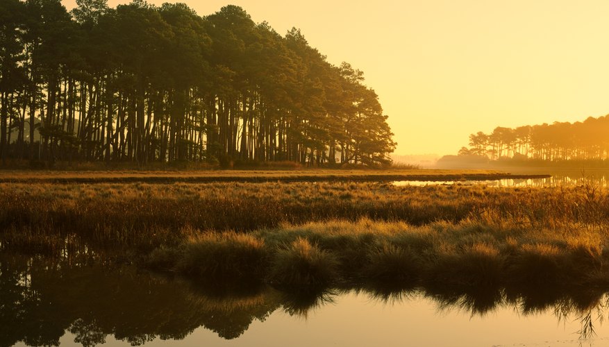 facts-on-the-atlantic-coastal-plains-sciencing