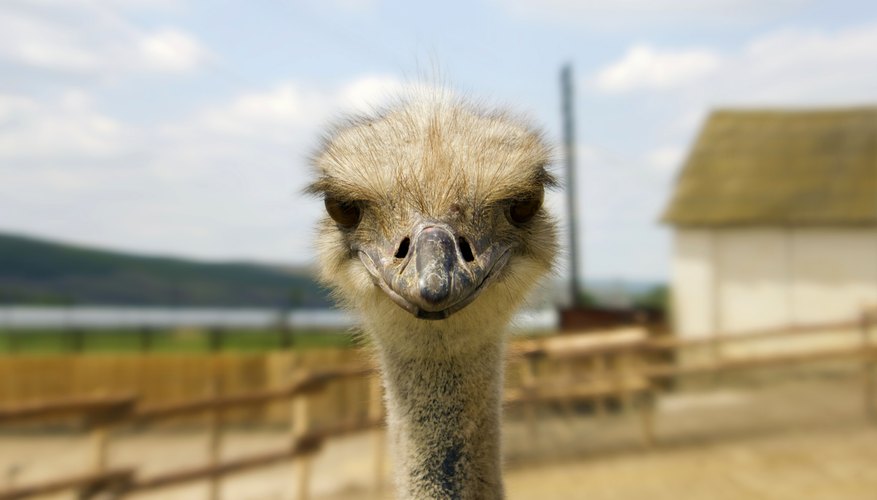 Ostrich glance