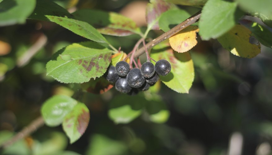 How to Identify Chokecherries in the Wild | Sciencing