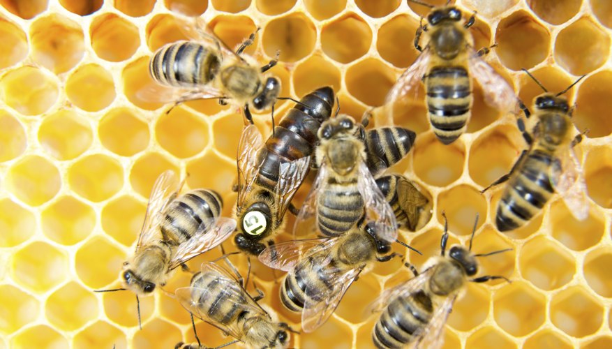 How Does a Bee Become a Queen Bee? | Sciencing