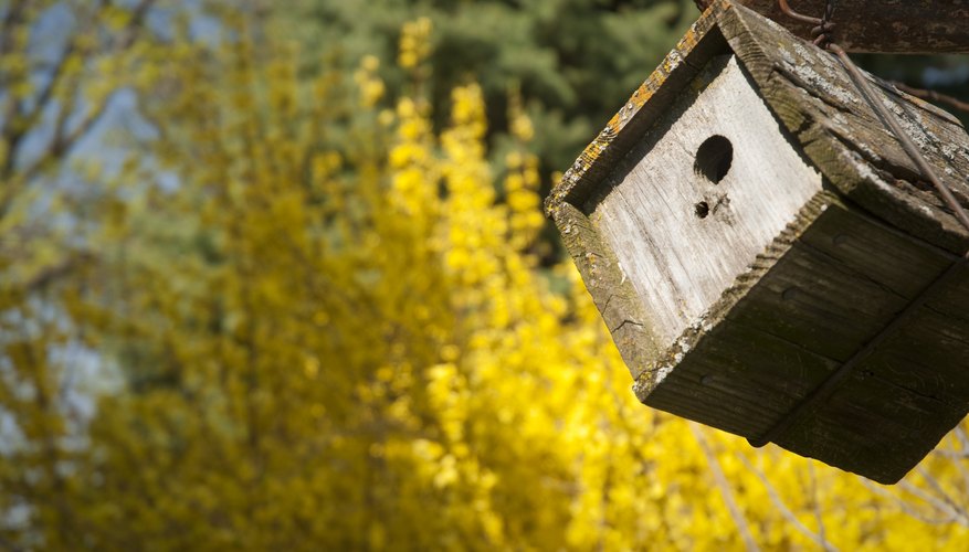 A cedar wren house is hanging from a tree. A cedar wren house is hanging from a tree.