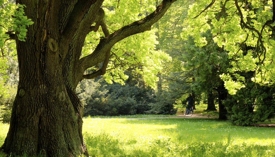 Facts About White Oak Trees | Sciencing