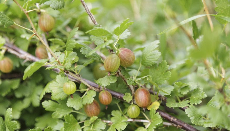 how-to-prune-gooseberries-garden-guides