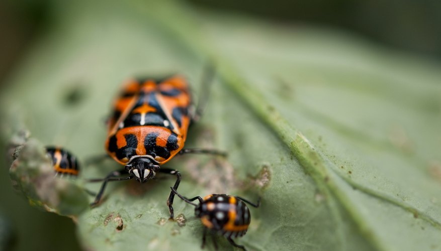 how-to-control-harlequin-bugs-garden-guides