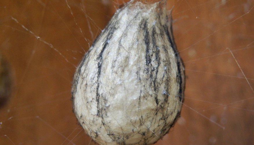 How to Identify Spider Egg Sacs Sciencing