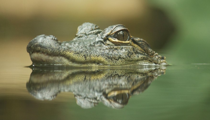 Body Parts of a Crocodile | Sciencing