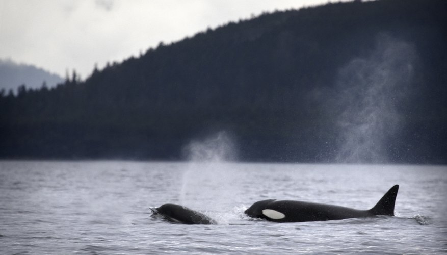 Photo Credit: VibeImages/iStock/Getty Images Orcas often hunt in packs -- a behavioral adaptation.