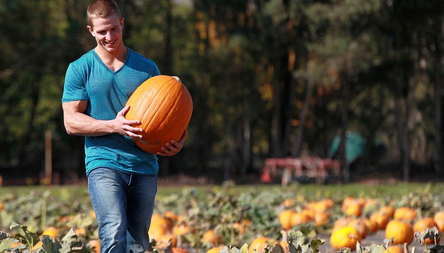 Photo Credit: Justin Sullivan/Getty Images News/Getty Images A man selects a pumpkin from a pumpkin patch.