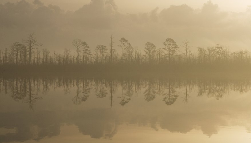 Industrialization altered the coastal plains and swamps. Industrialization altered the coastal plains and swamps.