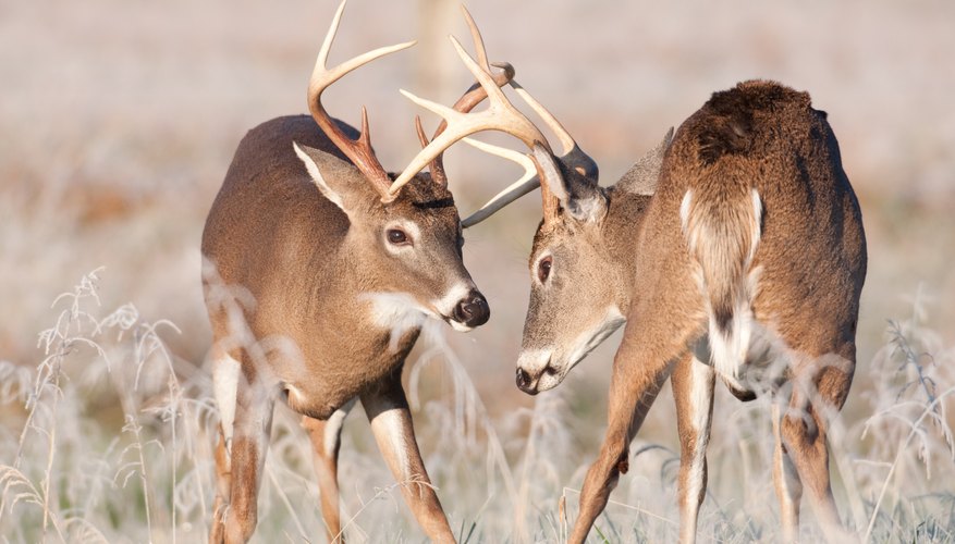 Why Do Deer Lose Their Antlers Sciencing
