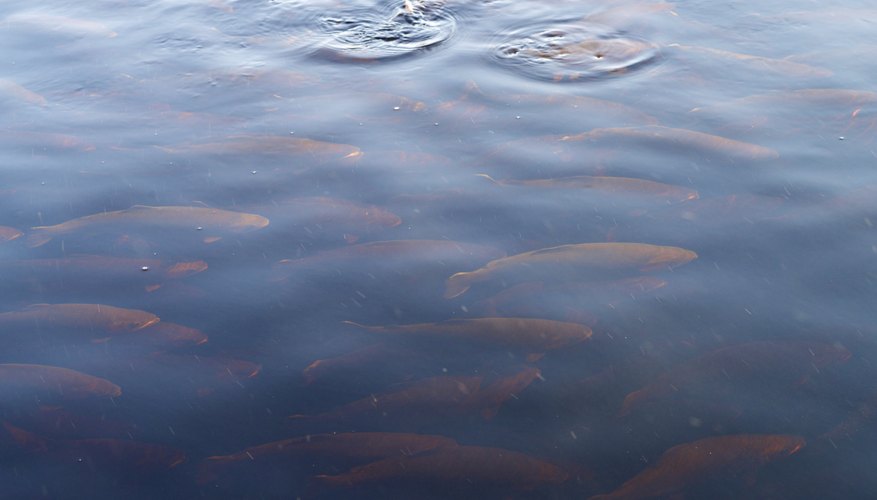 Photo Credit: f4f/iStock/Getty Images Swarm of trout being fed on top of water