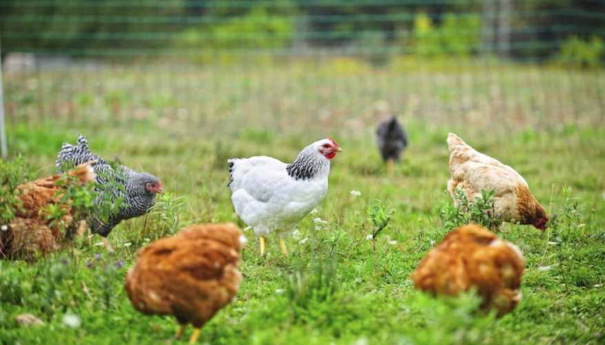 Photo Credit: Elenathewise/iStock/Getty Images Prevent livestock from coming into contact with contaminated water.