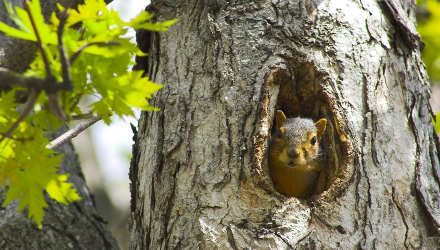 Squirrels keep a wary eye out for threats. Squirrels keep a wary eye out for threats.