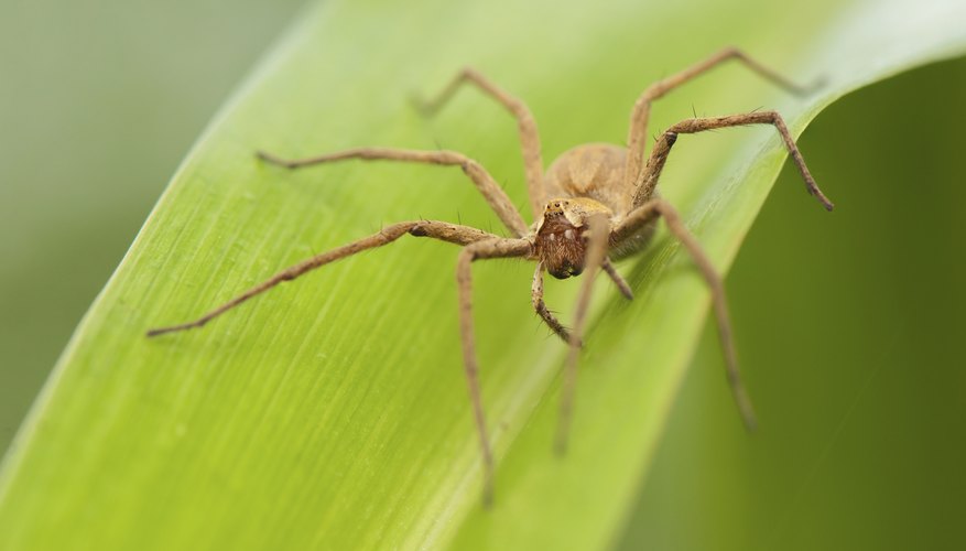 Photo Credit: Gucio_55/iStock/Getty Images Fishing spiders can be found around water plants.