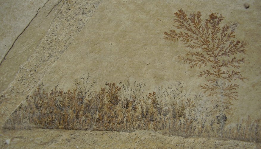 Photo Credit: PlazacCameraman/iStock/Getty Images Plants degrade and leave an imprint fossil of where they once were.