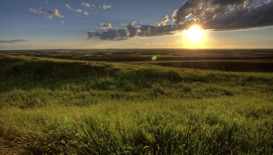 Characteristics of Grassland Biomes | Sciencing