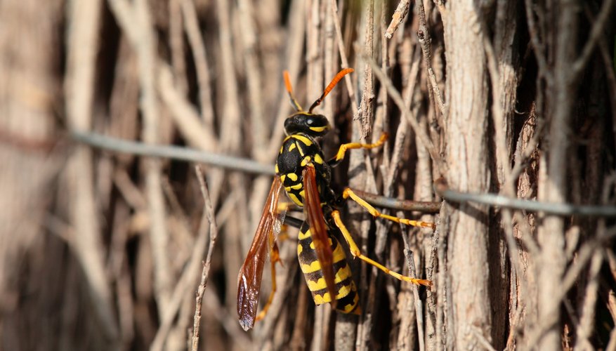 yellow jack on pile of sticks yellow jack on pile of sticks