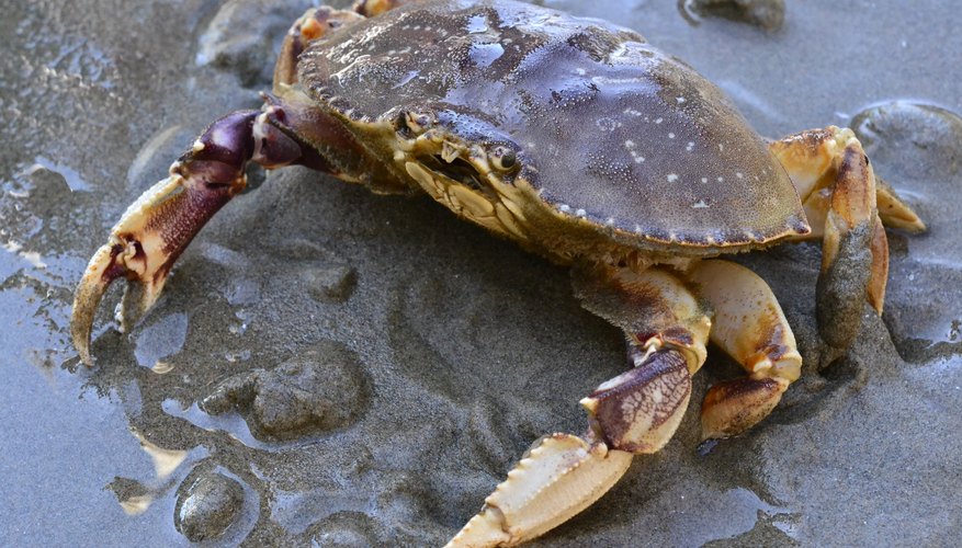 Crab Fishing in Bodega Bay