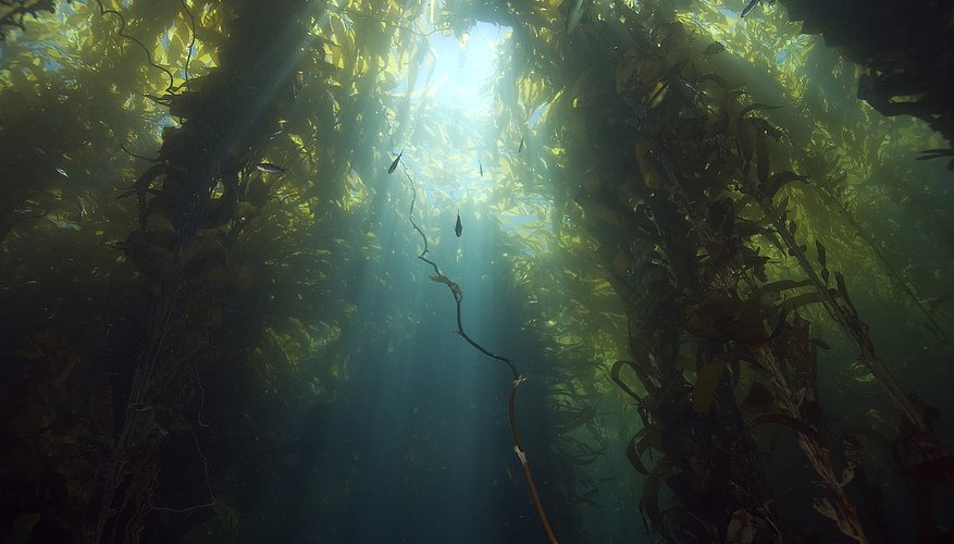 Seaweed comes in many shapes, sizes and colors. Seaweed comes in many shapes, sizes and colors.