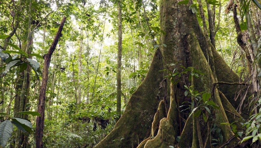 Information About a Forest Ecosystem Sciencing