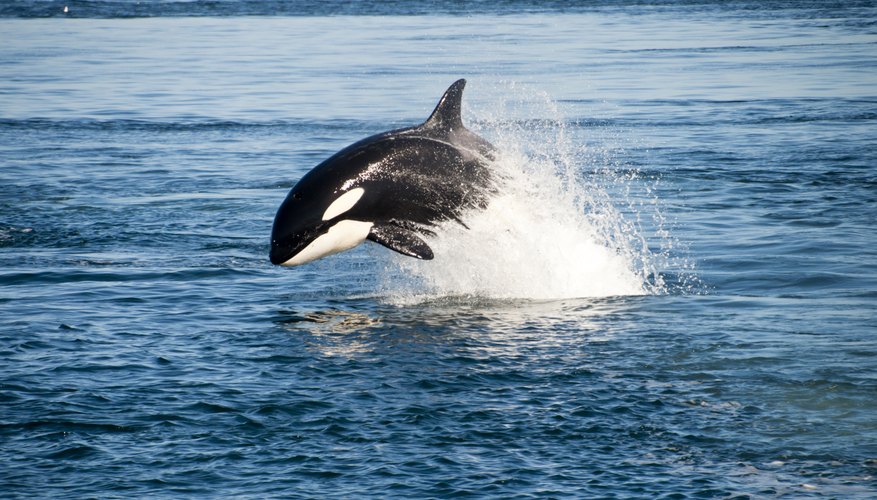 How Do Whales Protect Themselves? | Sciencing