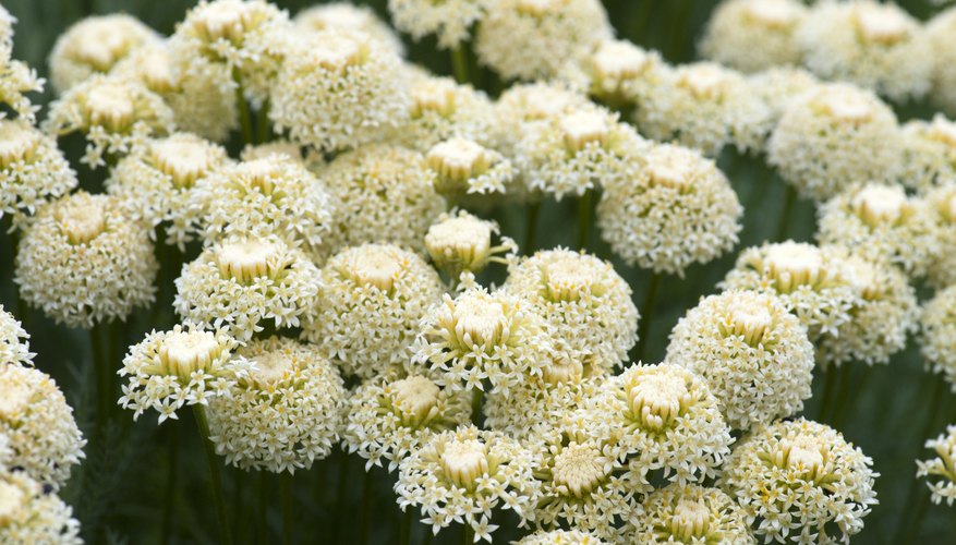 Photo Credit: KAppleyard/iStock/Getty Images A cluster of white yarrow flowers growing in a field.