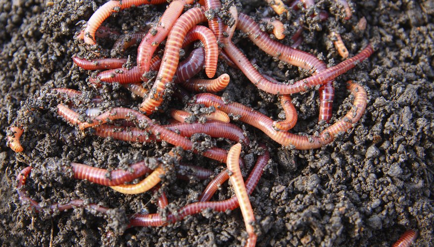 Image result for vermicompost
