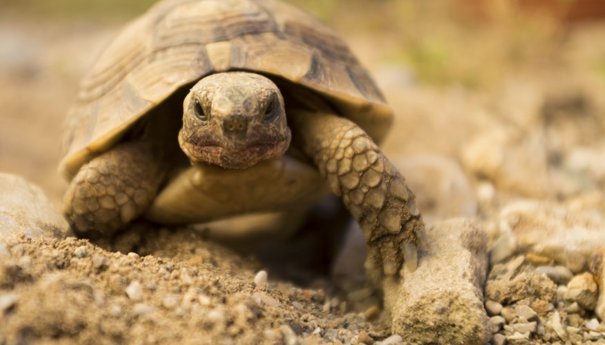 what-do-tortoises-eat-sciencing